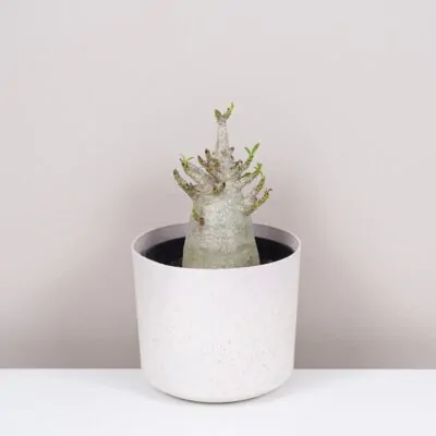 Adenium ‘Ansu Baobab’ adenium ansu baobab pustna ruza sukulent