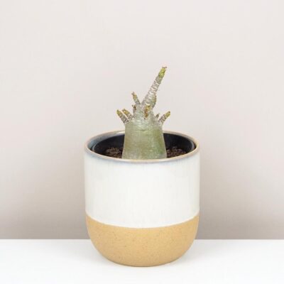Adenium ‘Ansu Baobab’ adenium ansu baobab pustna ruza sukulent