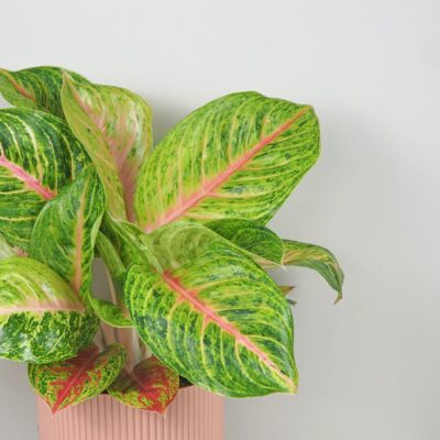 Aglaonema ‘Grand Blossom’ maxi aglaonema grand blossom velka farebna izbova rastlina