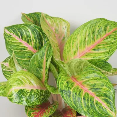 aglaonema grand blossom velka farebna izbova rastlina