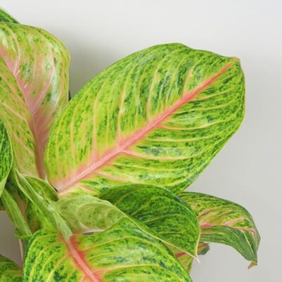 Aglaonema ‘Grand Blossom’ maxi aglaonema grand blossom velka farebna izbova rastlina