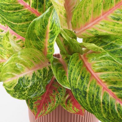 Aglaonema ‘Grand Blossom’ maxi aglaonema grand blossom velka farebna izbova rastlina