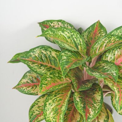Aglaonema ‘Painted Celebration’ maxi aglaonema painted celebration plantizia farebna izbova rastlina