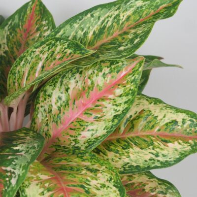 Aglaonema ‘Painted Celebration’ maxi aglaonema painted celebration plantizia farebna izbova rastlina