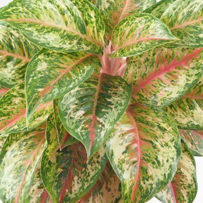 Aglaonema ‘Painted Celebration’ maxi aglaonema painted celebration plantizia farebna izbova rastlina