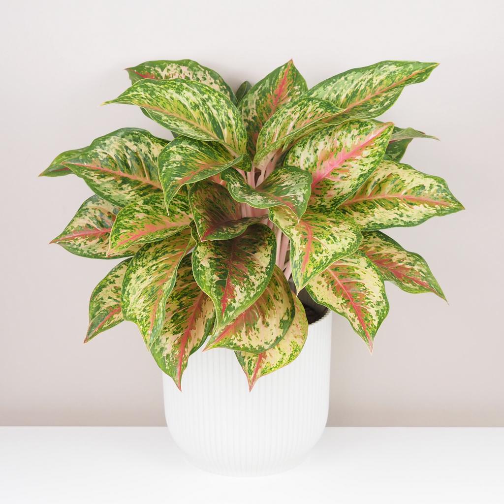 Aglaonema ‘Painted Celebration’ maxi