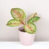 Aglaonema ‘Painted Celebration’ aglaonema painted celebration plantizia farebna izbova rastlina