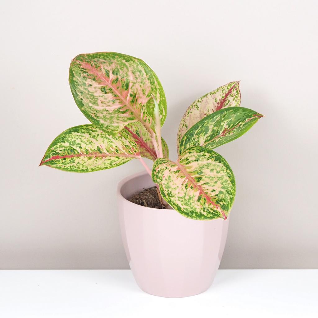 Aglaonema ‘Painted Celebration’