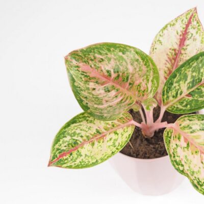 Aglaonema ‘Painted Celebration’ aglaonema painted celebration plantizia farebna izbova rastlina