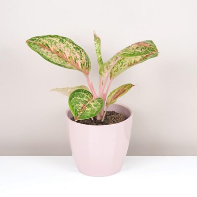 Aglaonema ‘Painted Celebration’ aglaonema painted celebration plantizia farebna izbova rastlina
