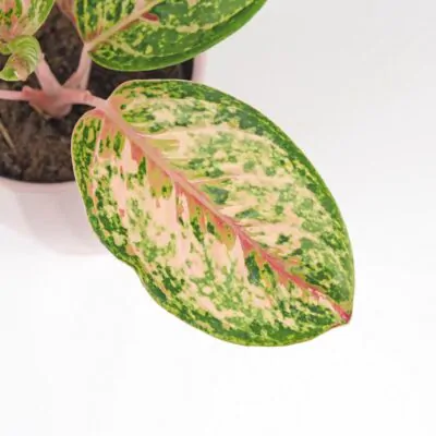 aglaonema painted celebration plantizia farebna izbova rastlina
