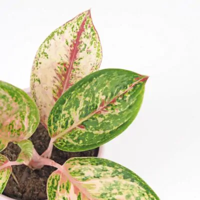 aglaonema painted celebration plantizia farebna izbova rastlina