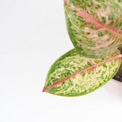 Aglaonema ‘Painted Celebration’ aglaonema painted celebration plantizia farebna izbova rastlina