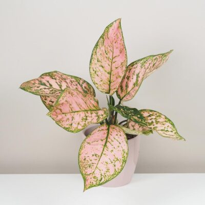 aglaonema pink beauty ruzova izbova rastlina