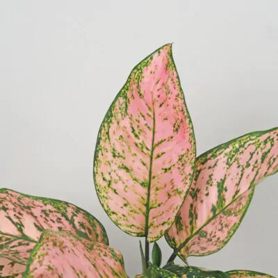 aglaonema pink beauty ruzova izbova rastlina