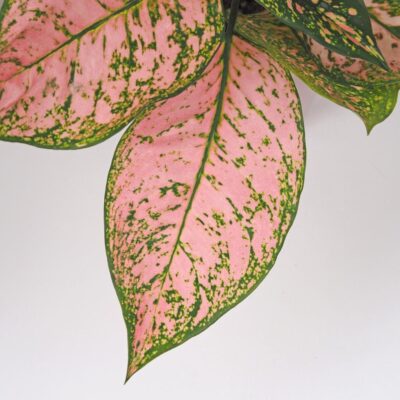 Aglaonema ‘Pink Beauty’ aglaonema pink beauty ruzova izbova rastlina