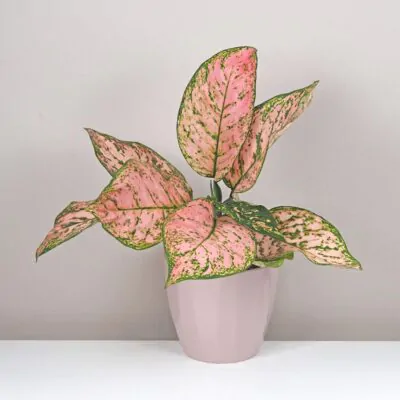 aglaonema pink beauty ruzova izbova rastlina