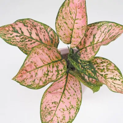 aglaonema pink beauty ruzova izbova rastlina