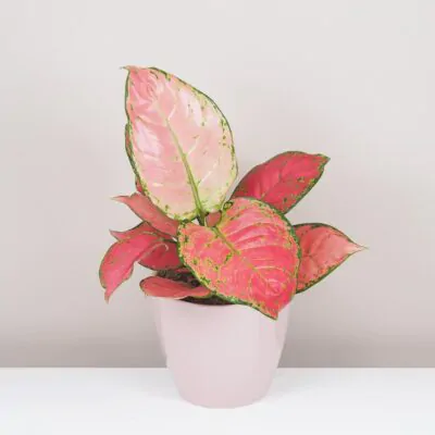 aglaonema red joy cervena izbova rastlina