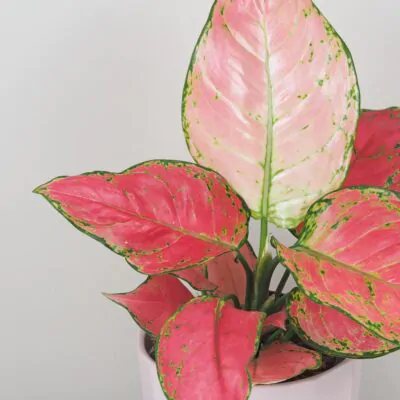 aglaonema red joy cervena izbova rastlina