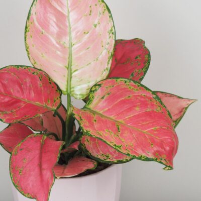 Aglaonema ‘Red Joy’ aglaonema red joy cervena izbova rastlina