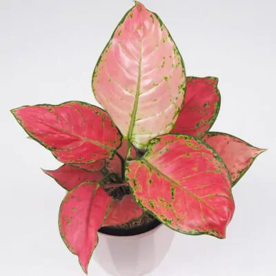 aglaonema red joy cervena izbova rastlina