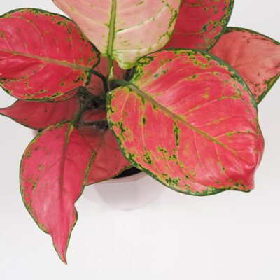 Aglaonema ‘Red Joy’ aglaonema red joy cervena izbova rastlina