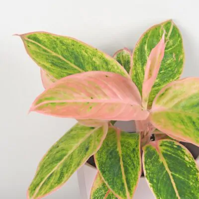 Aglaonema ‘Salmon Fantasy’ aglaonema salmon fantasy ruzova nenarocna izbova rastlina