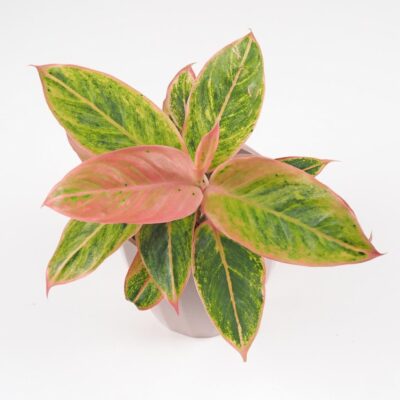 aglaonema salmon fantasy ruzova nenarocna izbova rastlina