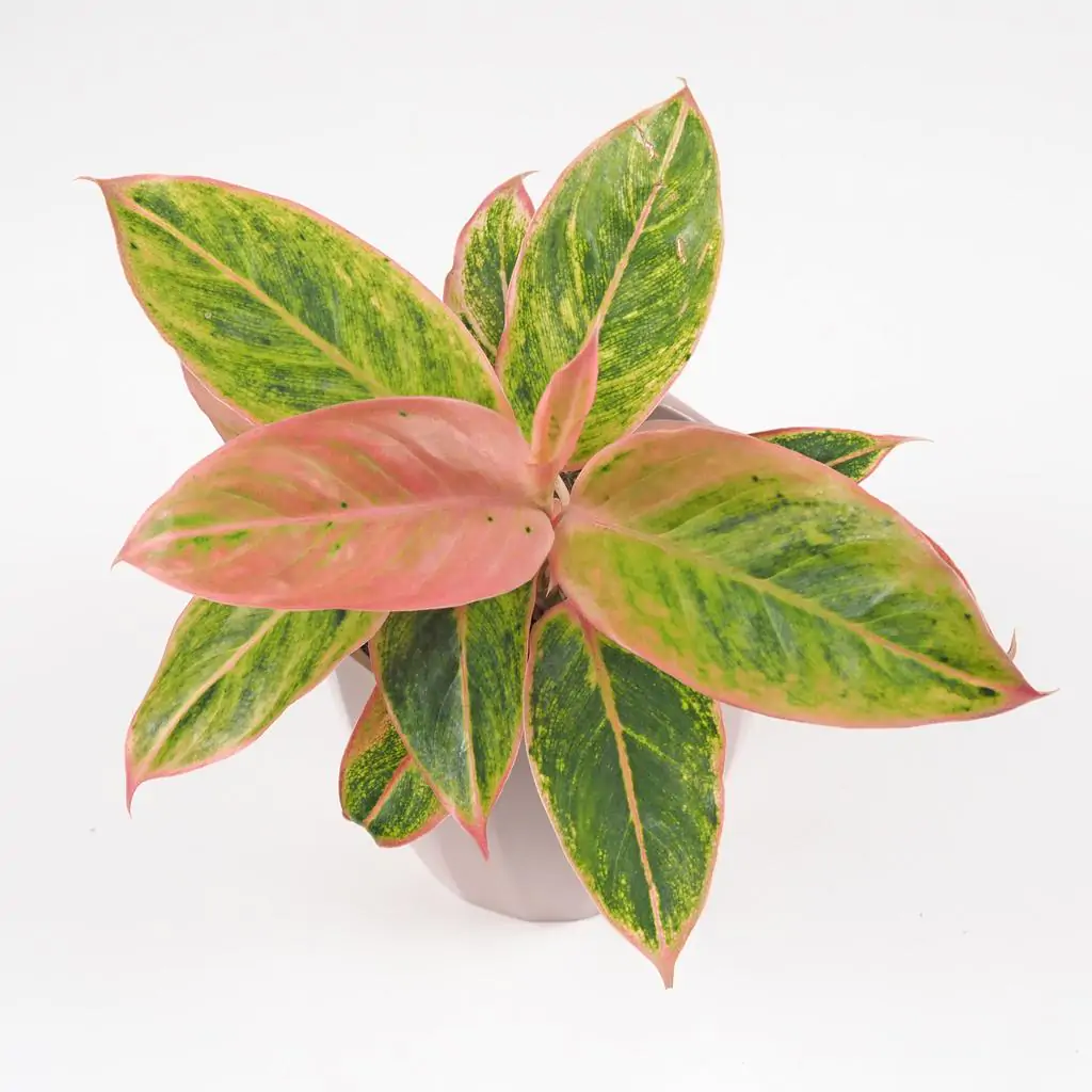 Aglaonema ‘Salmon Fantasy’ aglaonema salmon fantasy ruzova nenarocna izbova rastlina