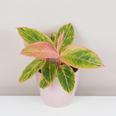 aglaonema salmon fantasy ruzova nenarocna izbova rastlina