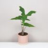 alocasia batwing vzacna raritna izbova rastlina
