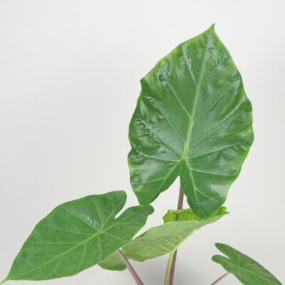 Alocasia ‘Imperial Red’ veľká alocasia imperial red