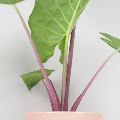 Alocasia ‘Imperial Red’ veľká alocasia imperial red