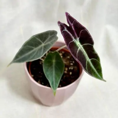 alocasia longiloba purple