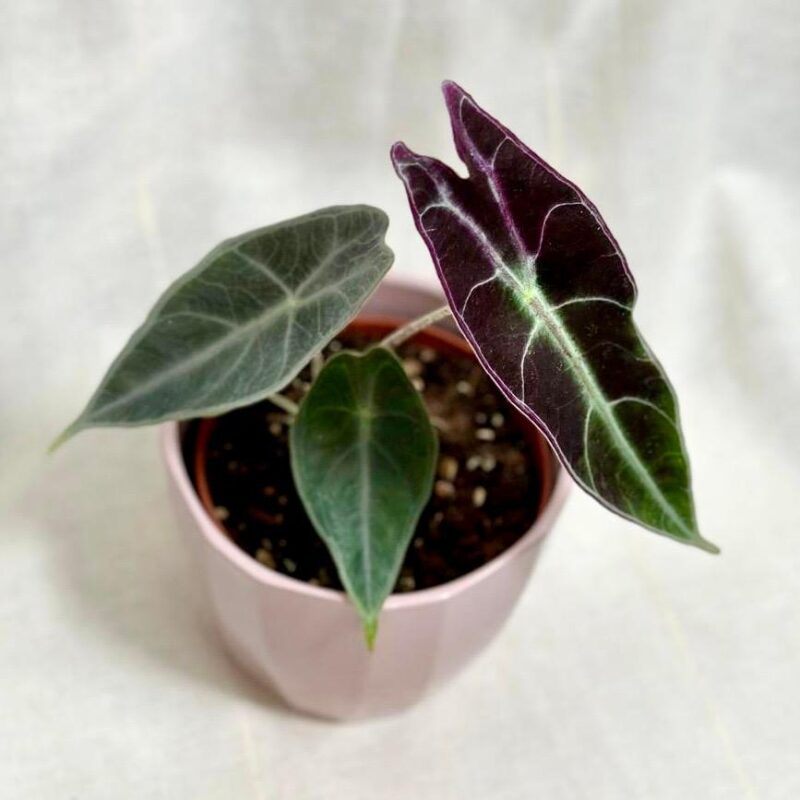 alocasia longiloba purple