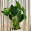 Colocasia ‘Pharaohs Mask Red’ maxi colocasia pharaohs mask red