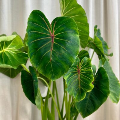 colocasia pharaohs mask red