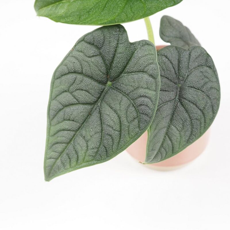 alocasia rugosa melo