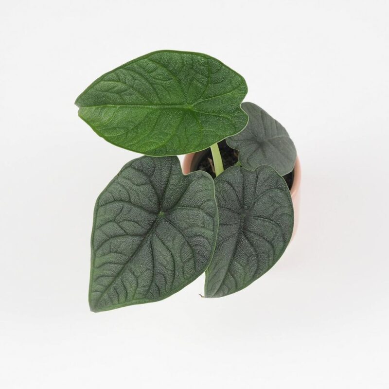alocasia rugosa melo