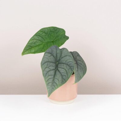 alocasia rugosa melo