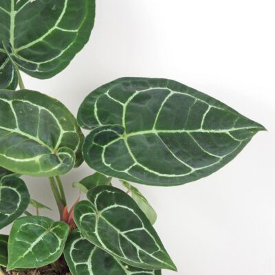 Anthurium crystallinum veľké Anthurium crystallinum