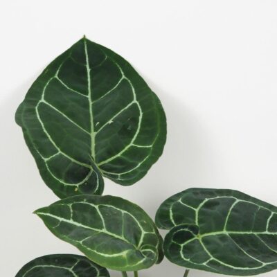 Anthurium crystallinum veľké Anthurium crystallinum