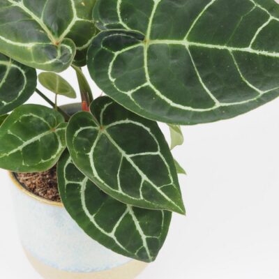 Anthurium crystallinum veľké Anthurium crystallinum