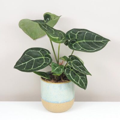 Anthurium crystallinum veľké Anthurium crystallinum