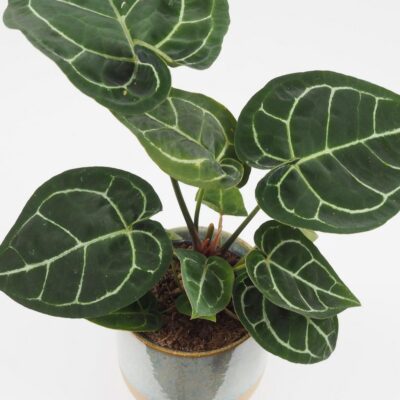 Anthurium crystallinum veľké Anthurium crystallinum