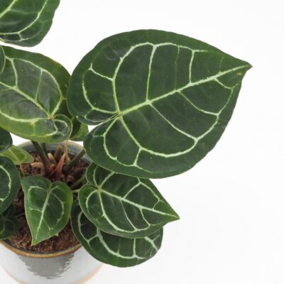 Anthurium crystallinum veľké Anthurium crystallinum