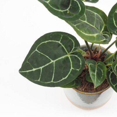 Anthurium crystallinum veľké Anthurium crystallinum