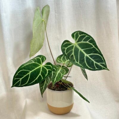 Anthurium Crystallinum x Regale veľké anthurium Crystallinum x Regale