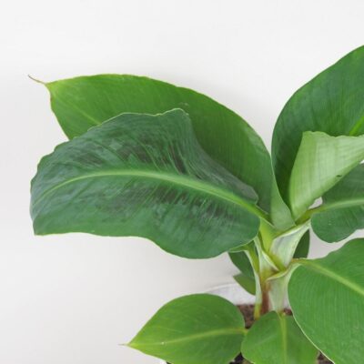 Bananovnik Musa tropicana